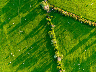 Aerial view of endless lush pastures and farmlands of Ireland. Beautiful Irish countryside with emerald green fields and meadows.