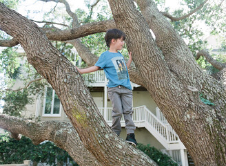 young boy stands in tree