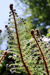 Flaumfeder-Filigranfarn - Polystichum setiferum 'Plumosum Densum