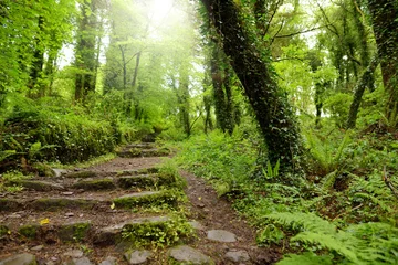 Massive Kiefern, an deren Stämmen Efeu wächst. Beeindruckende grüne Wälder des Killarney National Park, Irland © MNStudio