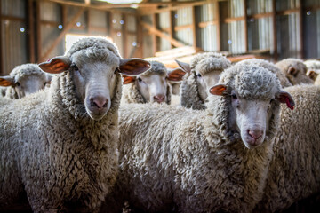 Sheep in a barn