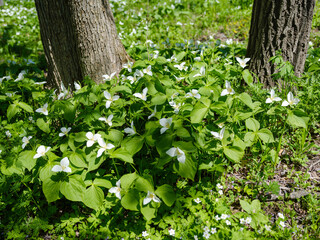 オオバナノエンレイソウ