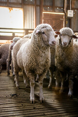 Sheep in a barn