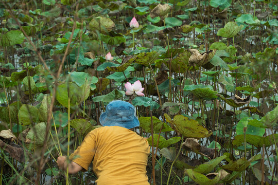The farmer is picking lotus flowers