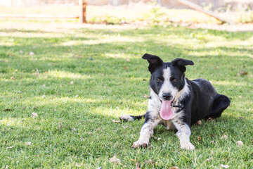 border collie dog