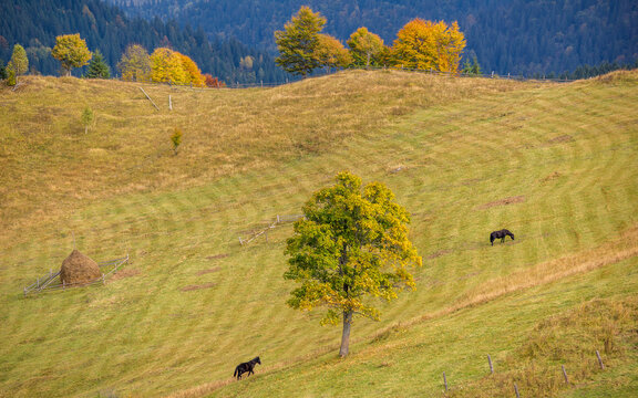 Аutumn in the carpathian village