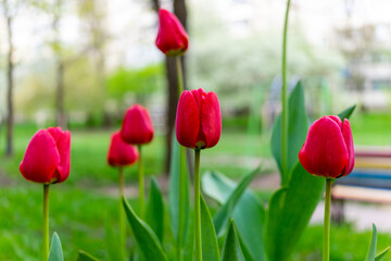 Several red tulips grow on a flowerbed