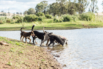 dogs swimming in lake