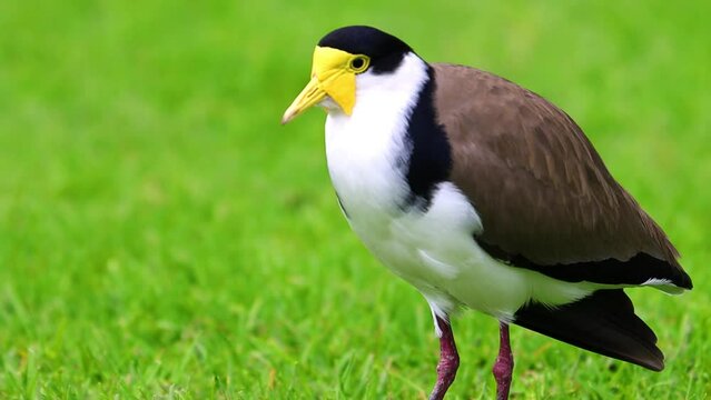 masked lapwing birds in a Park an inner western Suburb of Sydney NSW Australia