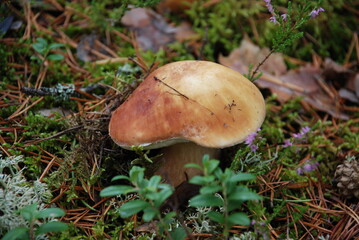 White mushroom grew in a coniferous forest. Among the light green lichen and heather sprouts, a large porcini mushroom with a brown cap has grown. Fallen pine branches and needles lie around.