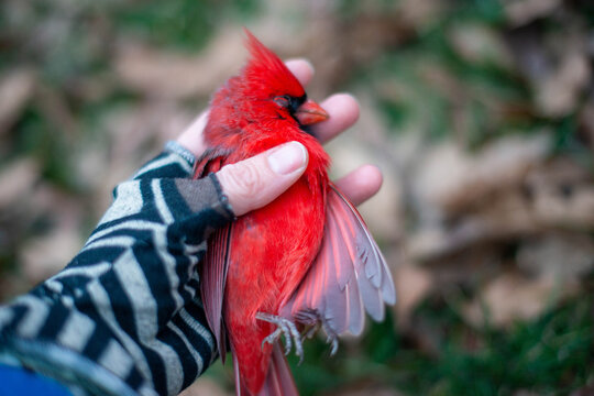 A Dead Redbird Rests in a Hand