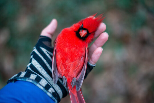 A Hand Holds a Dead Redbird