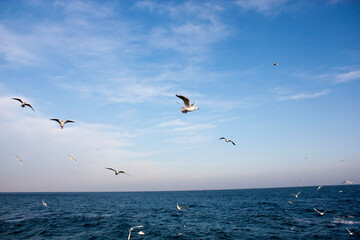 seagulls in flight
