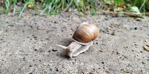 snail