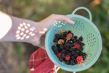 Young woman foraging wild berries in the forest