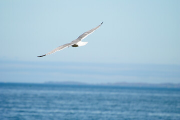 Adult Lesser Black-backed Gull (Larus fuscus) Seagulls Gliding in the Sky Over the Shoreline in Connecticut, United States