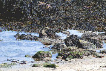 Common Grackle (Quiscalus quiscula) on a Rocky Beach in New London, Connecticut, United States