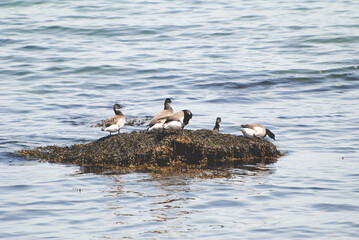 Brant or Brent Geese (Branta bernicla) - New London, Connecticut, United States