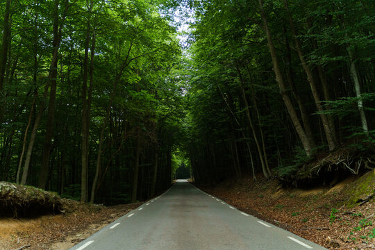 Photo of empty road in the middle of lush forest