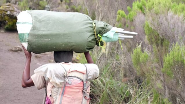 Kilimanjaro. Africa Porters climb into the Shire camp with heavy equipment carried on their heads through Afro-Alpine moorlands and grasslands. Back view