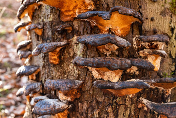 Close-up of a group of golden brown polypore tree fungi on a dead tree stump in a forest