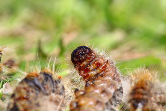 des chenilles processionnaires du pin sur le dos o&ugrave; l'on voit le ventre, les pattes et le visage dans de l'herbe en troupeau en gros plan (macro) - (thaumetopoea pityocampa)	