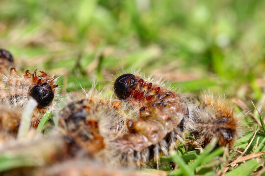 plusieurs chenilles processionnaires du pin o&ugrave; l'on voit le ventre, les pattes et le visage dans de l'herbe en troupeau en gros plan (macro) - (thaumetopoea pityocampa)	