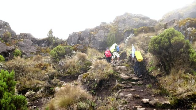 Kilimanjaro. Travelers climb to the Shira camp with guides through the Afro-Alpine moorlands on the rock. Overall plan