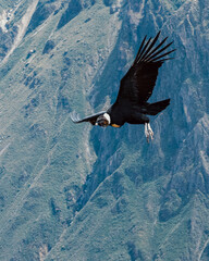 condor