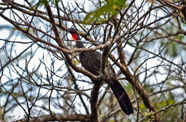 A jacuaçu, or dusky-legged guan (Penelope obscura), perched on a tree in the lower sector of Itatiaia National Park, Itatiaia, Rio de Janeiro state, Brazil