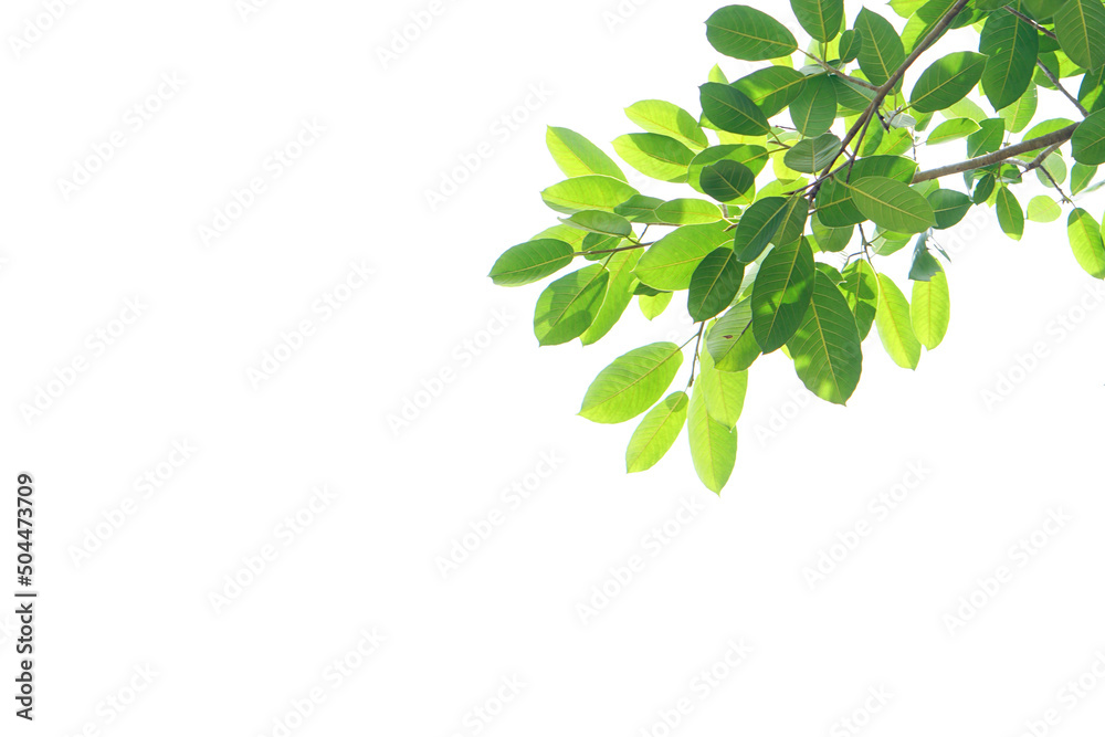 Wall mural World environment day.Green leaves on a white background