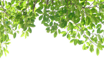 Fototapeta na wymiar World environment day.Green leaves on a white background