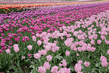 Diagonal pink tulip fields in Abbotsford Canada