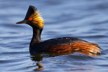 Close view of an eared grebe, seen in a North California marsh