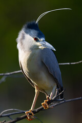 black-crowned night heron perched with the wind moving his feathers, seen in the wild in a North California marsh