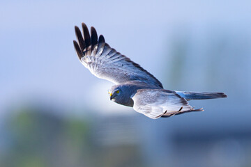 Close view of a male  hen harrier (Northern harrier)  flying in beautiful light, seen in the wild in North California
