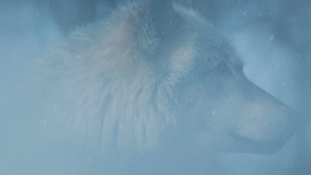 Wolf In Snowfall In Misty Forest
