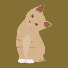 Puppy cat sitting alone with colorful background
