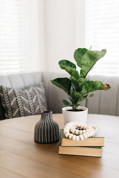 Mini Fiddle Leaf Fig