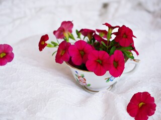 Red flowers in antique vase isolated on white background ,Calibrachoa petunia Million bells ,Trailing petunia ,Superbells ,seashore smaller flowers ,Solanaceae blooming in summer 
