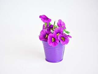Violet-purple flowers in purple pot basket isolated on white background ,Calibrachoa petunia Million bells ,Trailing petunia ,Superbells ,seashore smaller flowers ,Solanaceae blooming in summer 