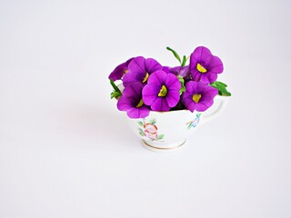 Violet-purple flowers in tea cup isolated on white background ,Calibrachoa petunia Million bells ,Trailing petunia ,Superbells ,seashore smaller flowers ,Solanaceae blooming in summer 