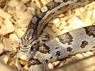 Corn snake close-up on head crawling on wood chip floor