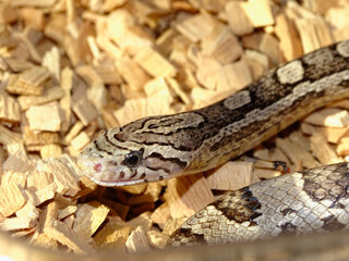 Corn snake close-up on head crawling on wood chip floor