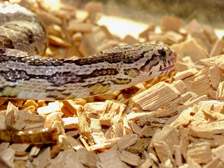 Corn snake close-up on head crawling on wood chip floor