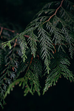 Closeup image of a cedar branches in the forest.