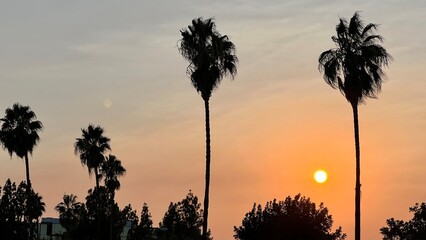 Silhouetted palm trees and low, setting sun in an orange sky, over the Hollywood Hills in Los...