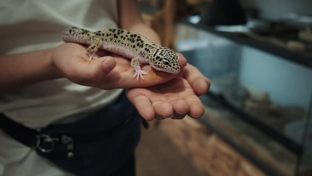 Kid holding gecko in hands close up.