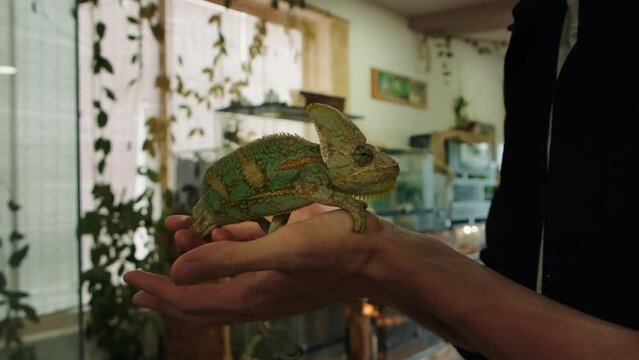 Male hands holding chameleon close up.