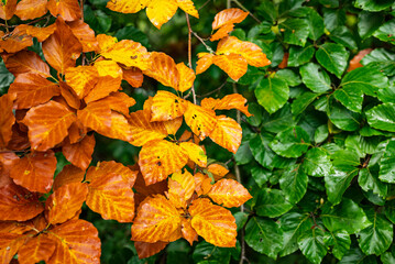Contrasting leaves in two different colors, green and yellow, growing on the same beech tree...